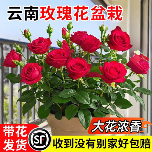 月季果汁阳台美观趣味