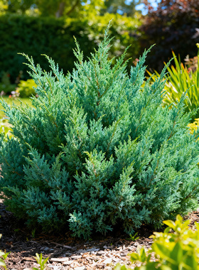 蓝湖柏盆栽蓝色波尔瓦花柏室外庭院花镜绿植物耐寒圣诞树四季常青
