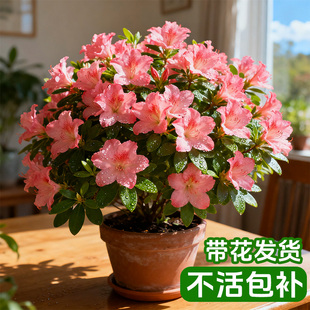 杜鹃花盆栽室内四季阳台开花带花苞花卉植物带花苞树苗好养易活花