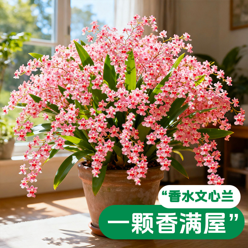 香水文心兰带花苞盆栽浓香精品梦香兰室内花卉花期长名贵兰花大苗