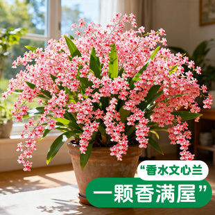 香水文心兰带花苞盆栽浓香精品梦香兰室内花卉花期长名贵兰花大苗