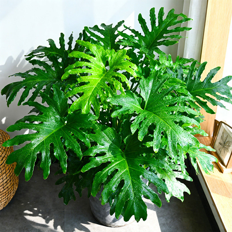 春羽大盆栽龙鳞春雨老桩水培蔓绿绒植物室内外四季常绿观叶大绿植,鲜花速递/花卉仿真/绿植园艺,绿植,淘宝优惠券,粉丝福利购,淘宝优惠卷