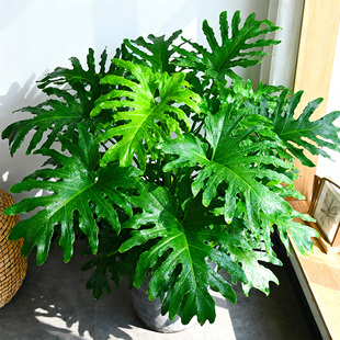 春羽大盆栽龙鳞春雨老桩水培蔓绿绒植物室内外四季常绿观叶大绿植