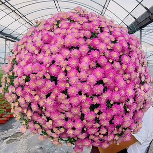 【1000朵花】千头菊花盆栽带花苞秋菊球菊多年生花耐耐热庭院阳台