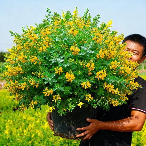 带花带花苞金雀花盆栽花苗