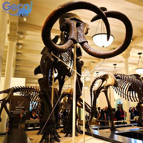 大型动物古生物骨骼化石模型博物馆科普馆展览雕塑展品厂家定制