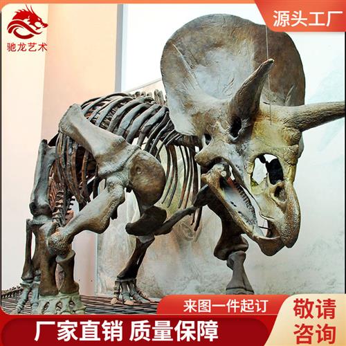 仿真三角龙骨架大型恐龙玻璃钢骨架化石树脂仿真骨骼标本定做