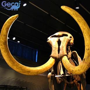 大型动物古生物骨骼化石模型博物馆科普馆展览雕塑展品厂家定制