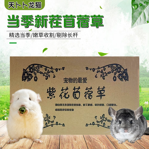 2024年新鲜紫花苜蓿草荷兰猪兔子