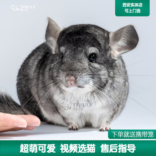 粉白标灰银斑米色龙猫宝宝活体