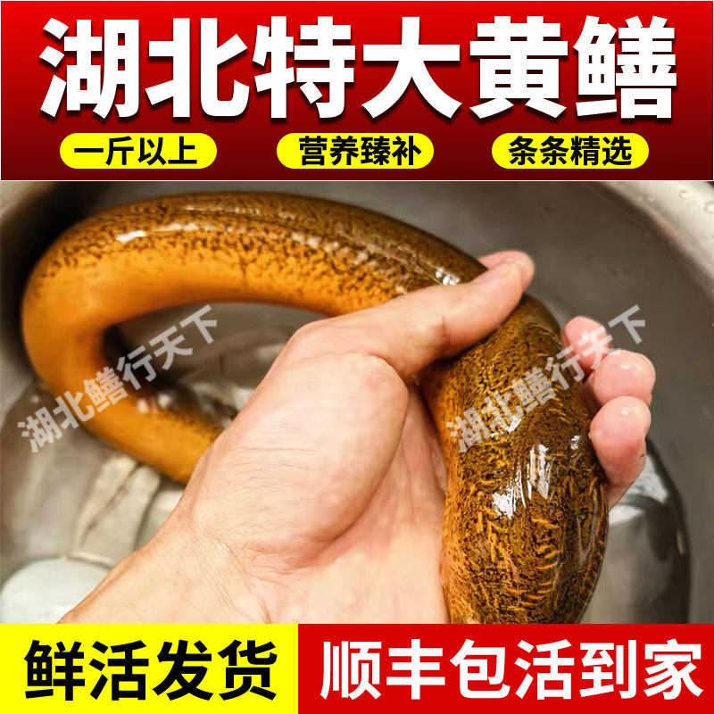 湖北1斤特大黄鳝鱼鲜活顺丰包活