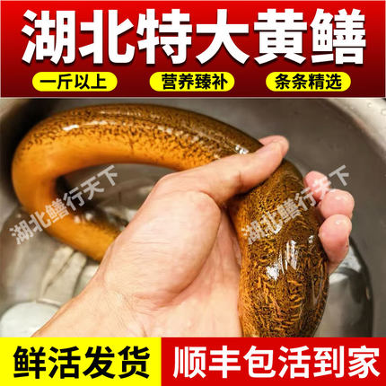 【1斤以上】湖北鲜活黄鳝特大鳝鱼户外捕获食用鳝鱼滋补顺丰包活