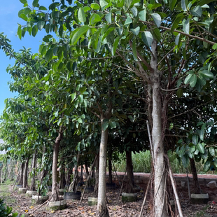 正宗高山榕吸水石树苗大叶榕树苗气生根四季常绿植物庭院富贵榕树