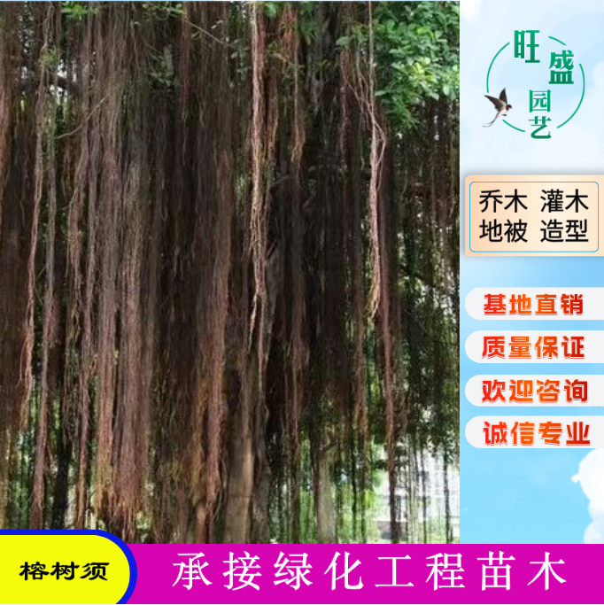 榕树须根500g榕树根造景根须树须龙须根榕树须爬藤条鱼缸造景藤须