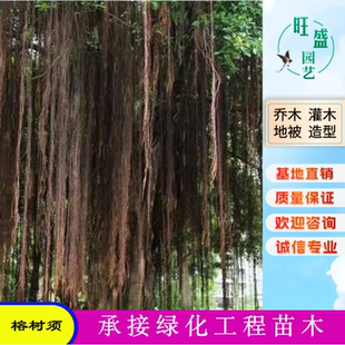 榕树须根500g榕树根造景根须树须龙须根榕树须爬藤条鱼缸造景藤须
