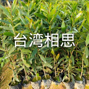 相思树苗 马占相思树苗 台湾大叶相思树苗  防护林  盆景行道绿化