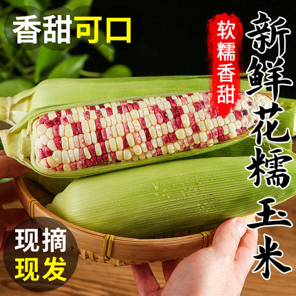 现摘新鲜花糯玉米10斤当季整箱甜糯玉米棒子带皮苞谷水果玉米蔬菜