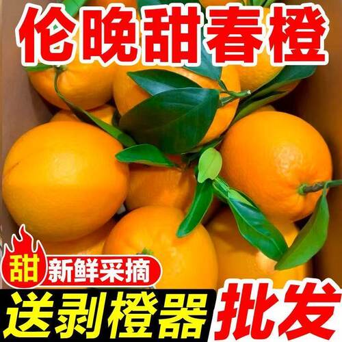 正宗纯甜伦晚脐橙秭归橙子