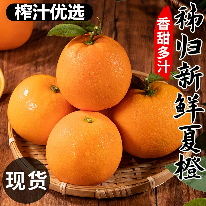爆汁夏橙纯甜秭归脐橙伦晚橙子纽荷尔新鲜水果5斤9斤大果当季冰糖