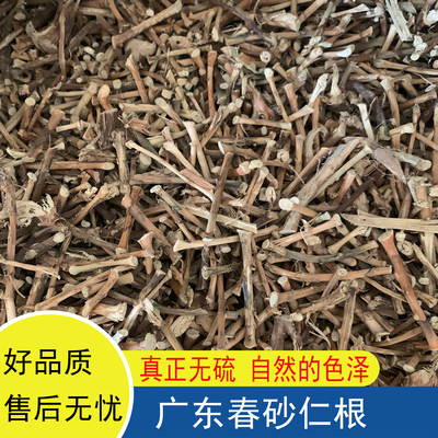 野生春砂仁根干根煲汤煮水农家