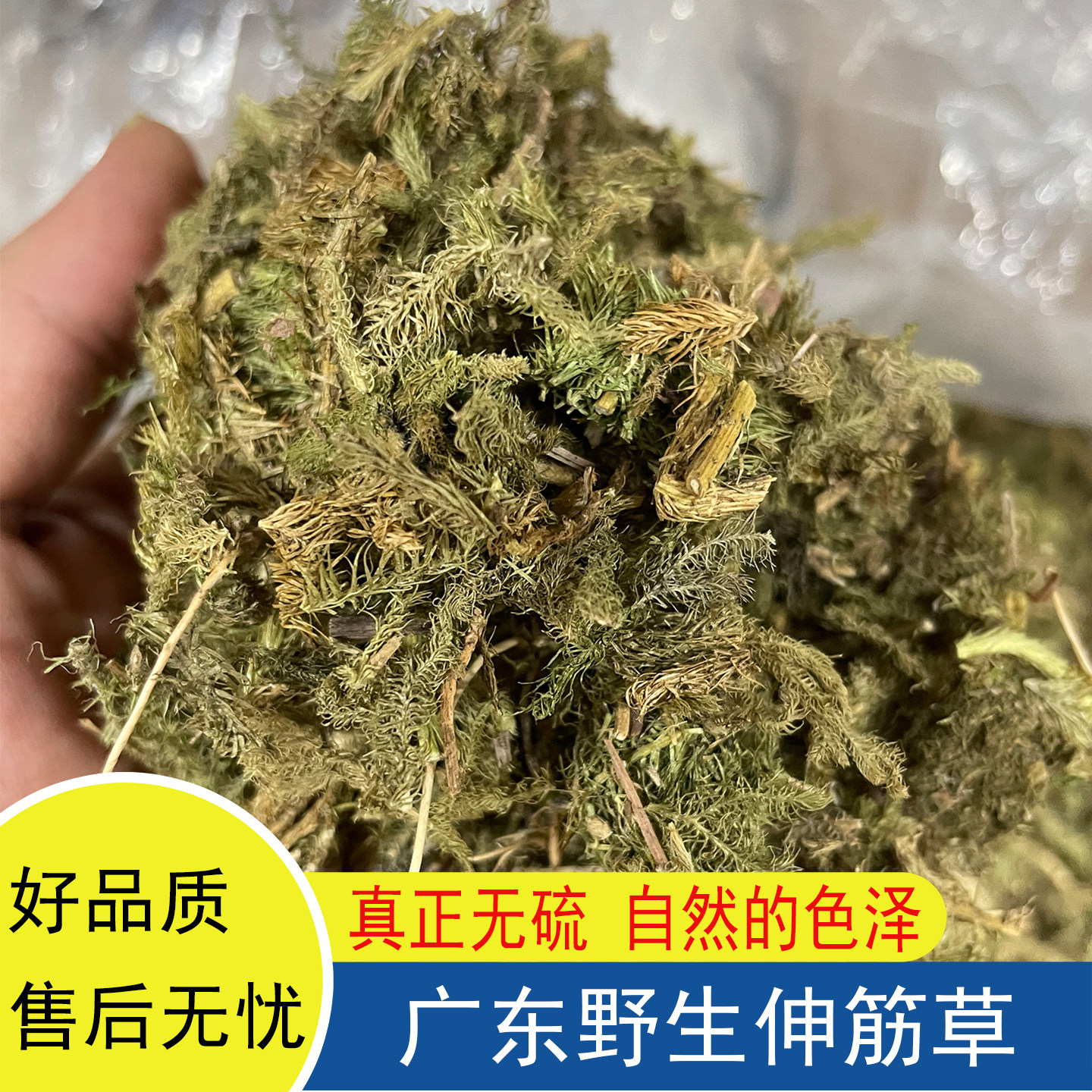 伸筋草石松煮水广东煲汤料过山龙狮子草小伸筋天然无硫无添加干货