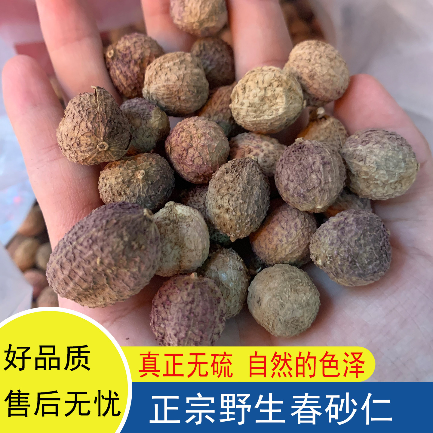 春砂仁阳春砂仁批发野生干果正宗广东特产煲汤春砂仁泡水泡酒干货