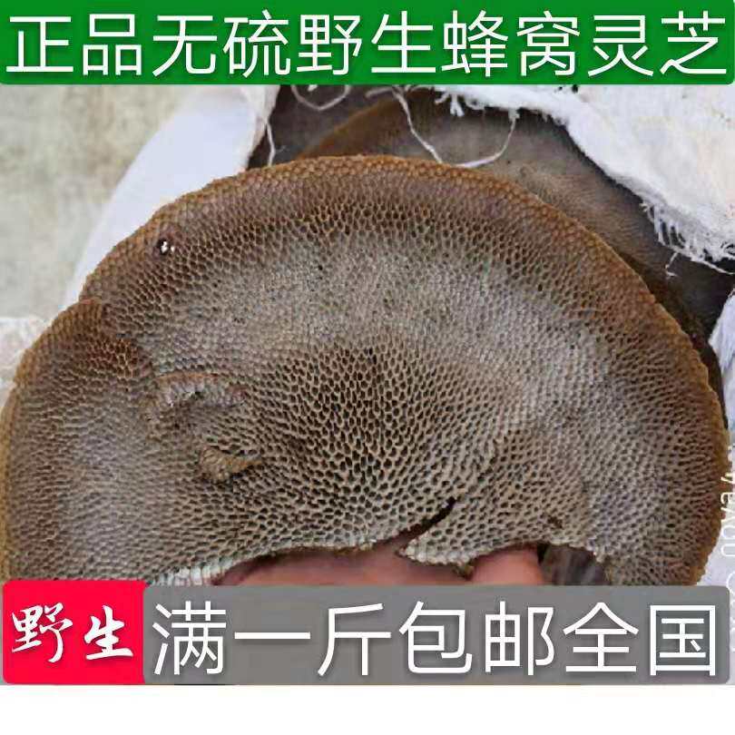 老君山灵芝野生蜂窝灵芝毛蜂窝菌蜂窝层孔菌野生灵芝天然非长白山