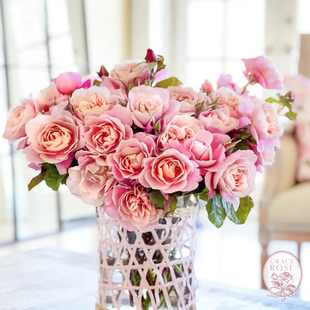 遥远的鼓声月季玫瑰复色渐变色多季浓香灌木月季-许木木