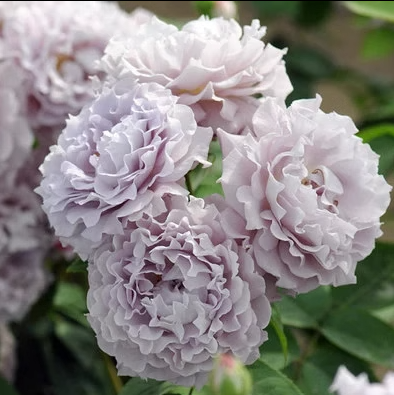 许木木月季玫瑰蓝紫色波浪边