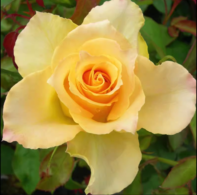 许木木月季玫瑰多季节开花