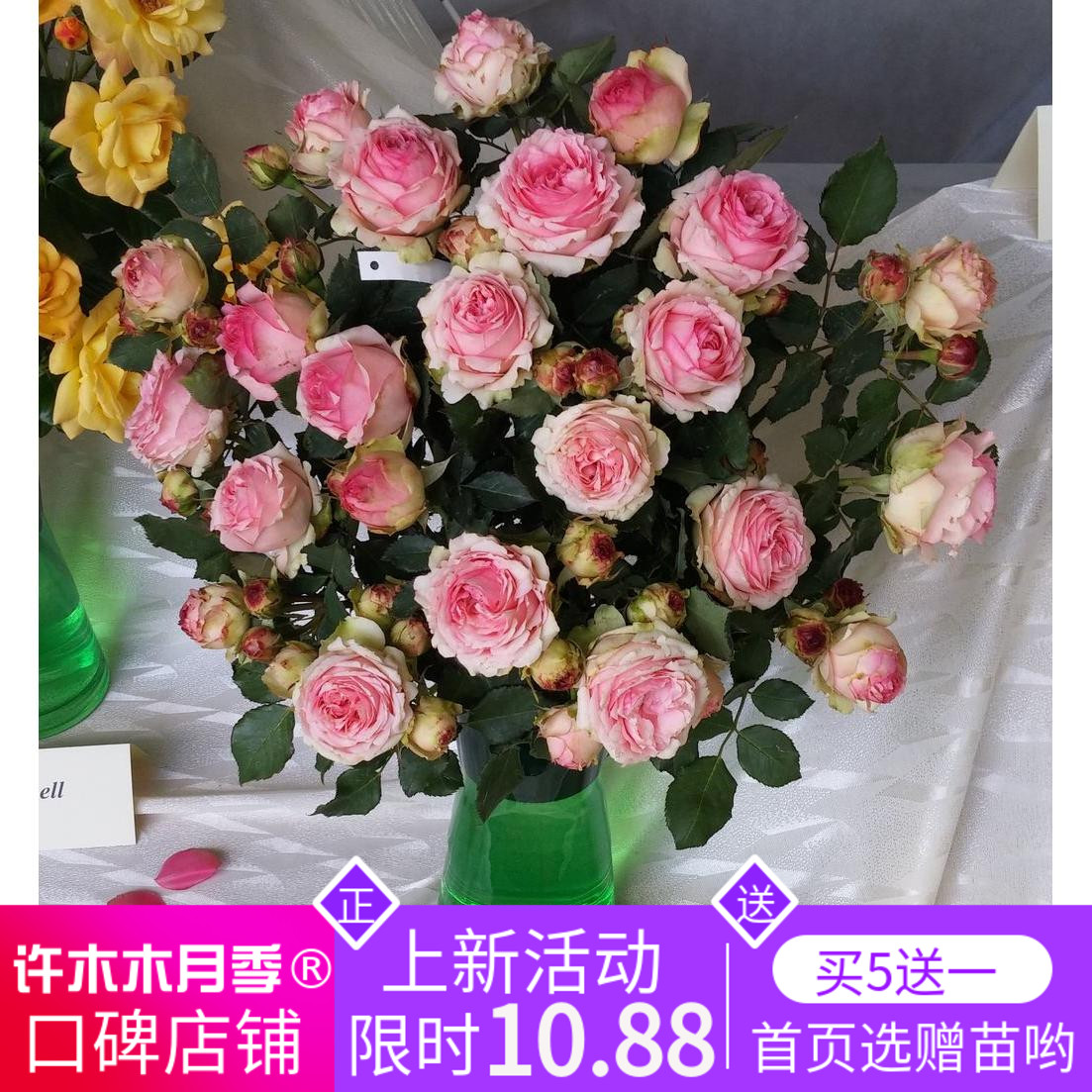 第壹夫人德国切花月季花店玫瑰超大花多季抗病复色插瓶-许木木