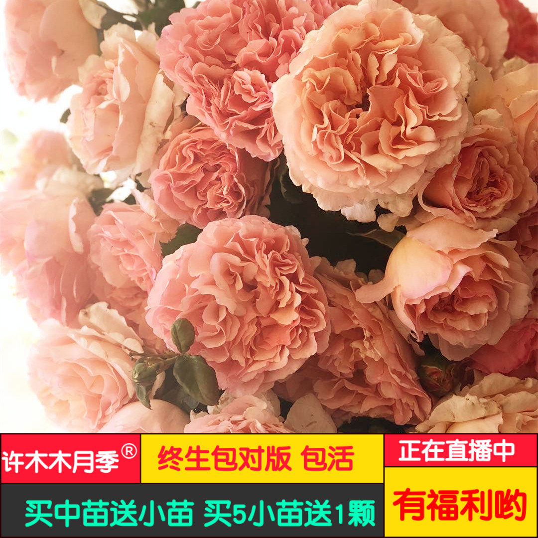 浪漫俳句夏琳王妃灌木月季大花切花盆栽超级浓香--许木木月季