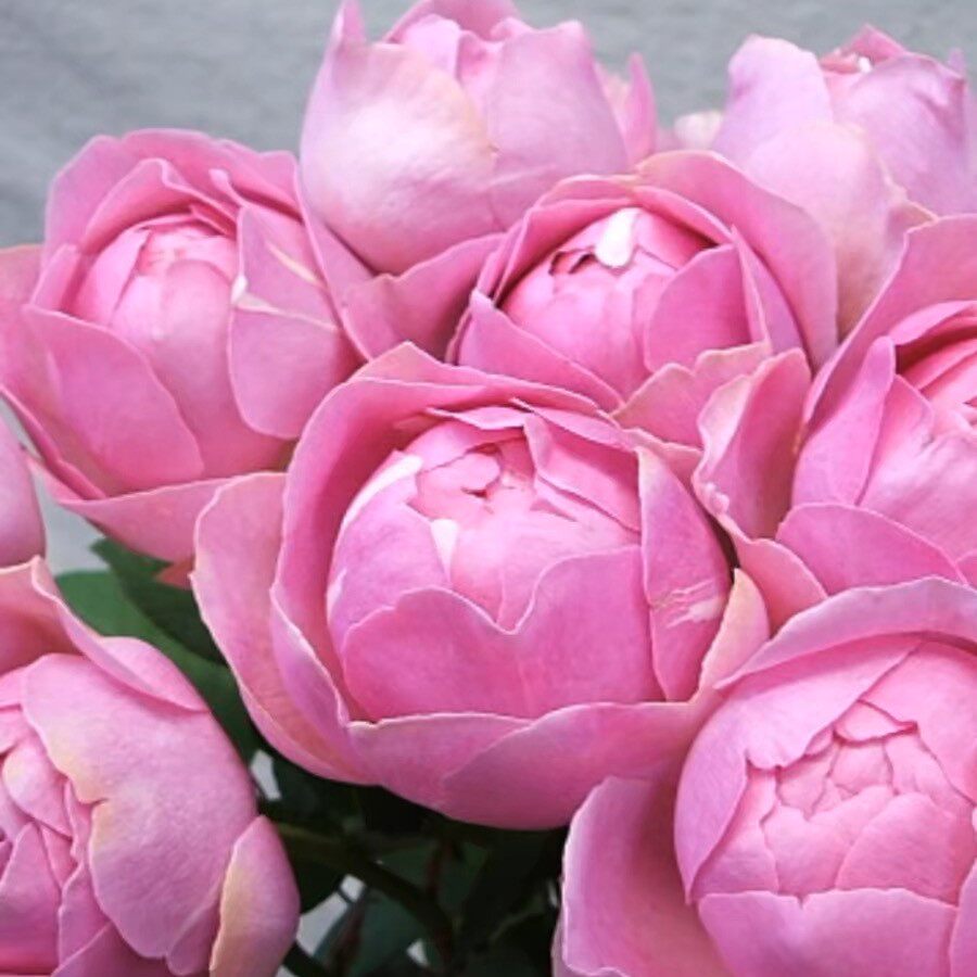 许木木月季玫瑰勤花多季节