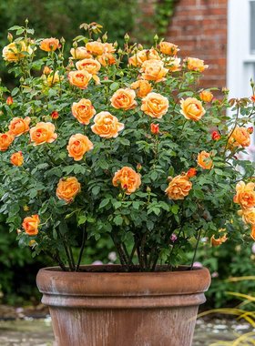 夏洛特夫人藤本月季奥斯汀橙色浓香拱门花柱盆栽多季-许木木扦插
