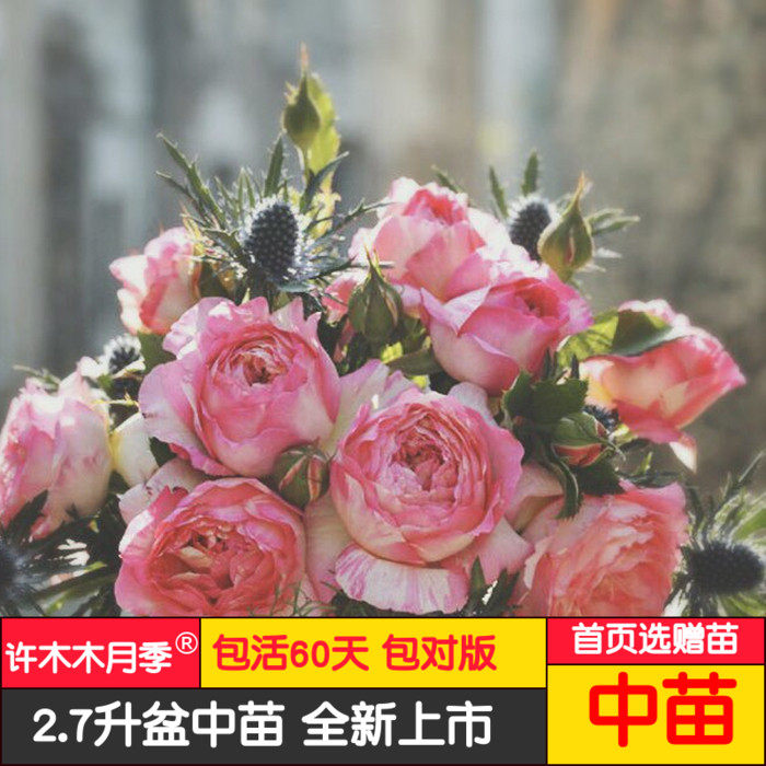 条纹香水盆栽月季花苗