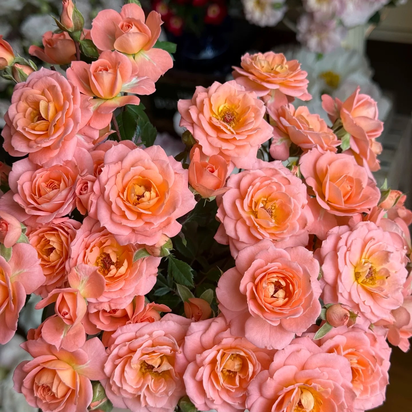 许木木月季蔷薇微型月季