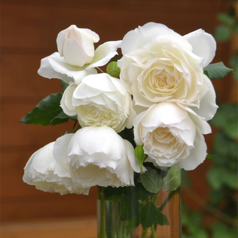 心之水滴扦插苗日本灌木阳台