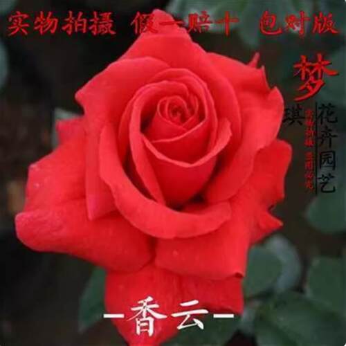 玫瑰凌夏的花园浓香大苗