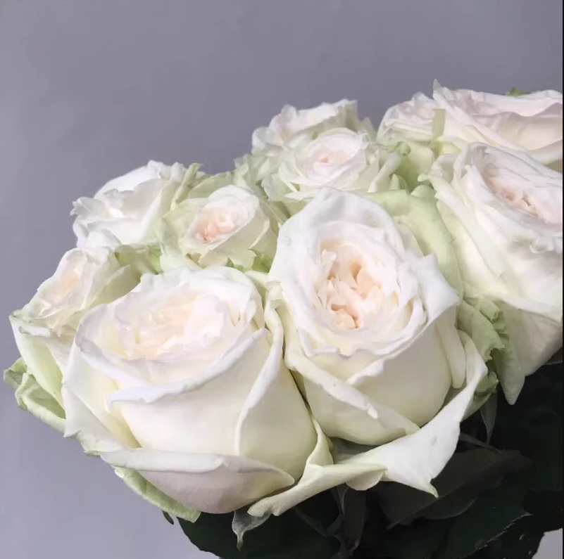 许木木月季玫瑰多季节开花