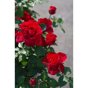 日蚀王阳台月季耐热大花红色微月多头阳台盆栽多季开花玫瑰花苗