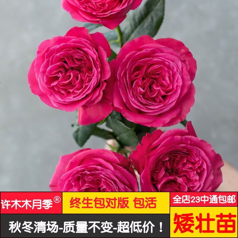 双人芭蕾 日本月季浓香玫瑰包子型多季勤开深红色-许木木