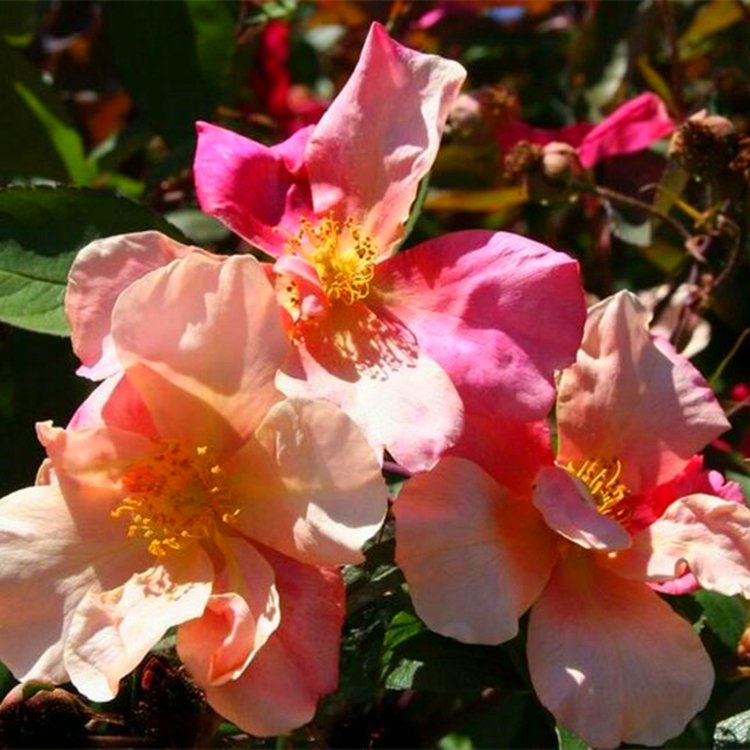 蝴蝶 中国古老藤本月季外形似蝴蝶抗病性强中香多季变色月季-许木