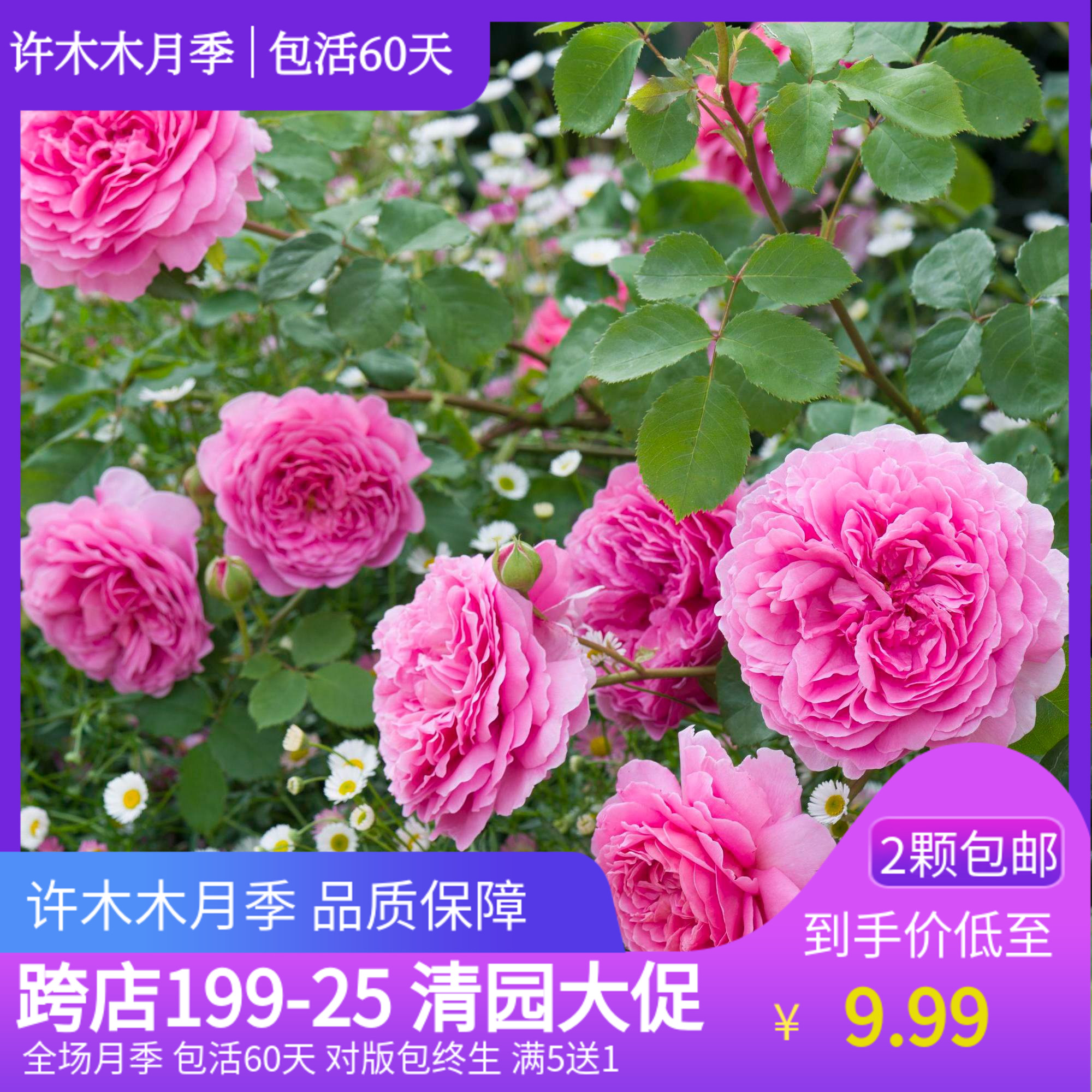 许木木月季玫瑰蔷薇阳台楼顶