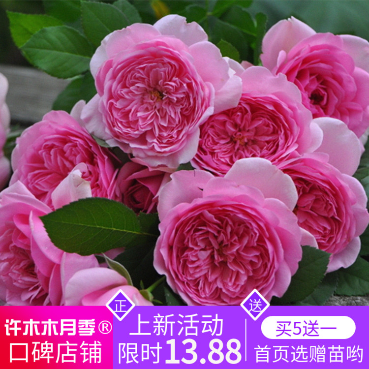 玫瑰月季大花灌木法国新品