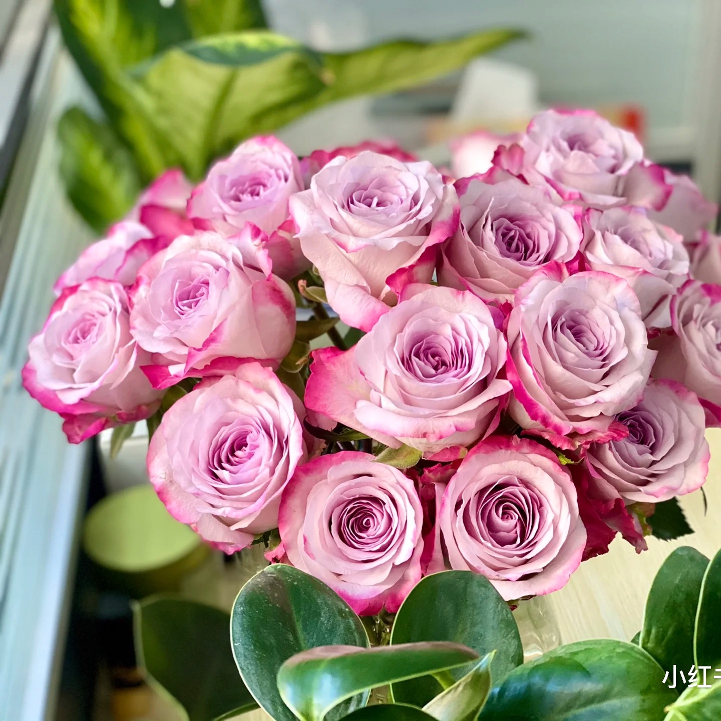 许木木月季气场复古阳台