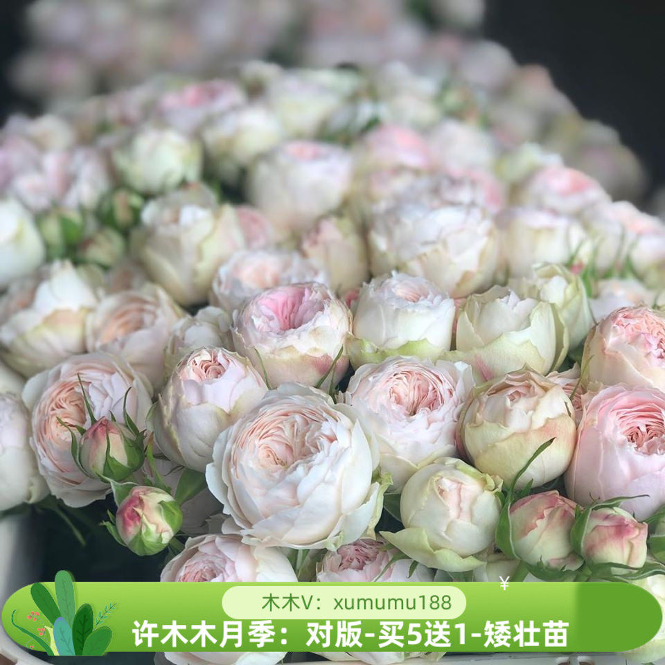 粉月亮 日本包子月季切花盆栽多季节重复开花勤花庭院盆栽-许木木