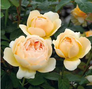 无名的裘德月季花灌木阳台庭院地栽盆栽多季浓香大花-许木木