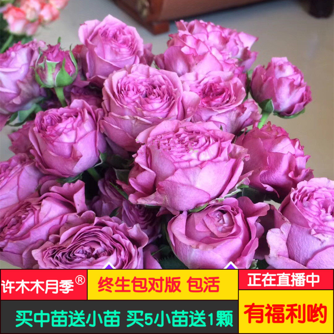 天花乱坠 新品多头蓝紫色切花月季玫瑰适合盆栽多季开花-许木木