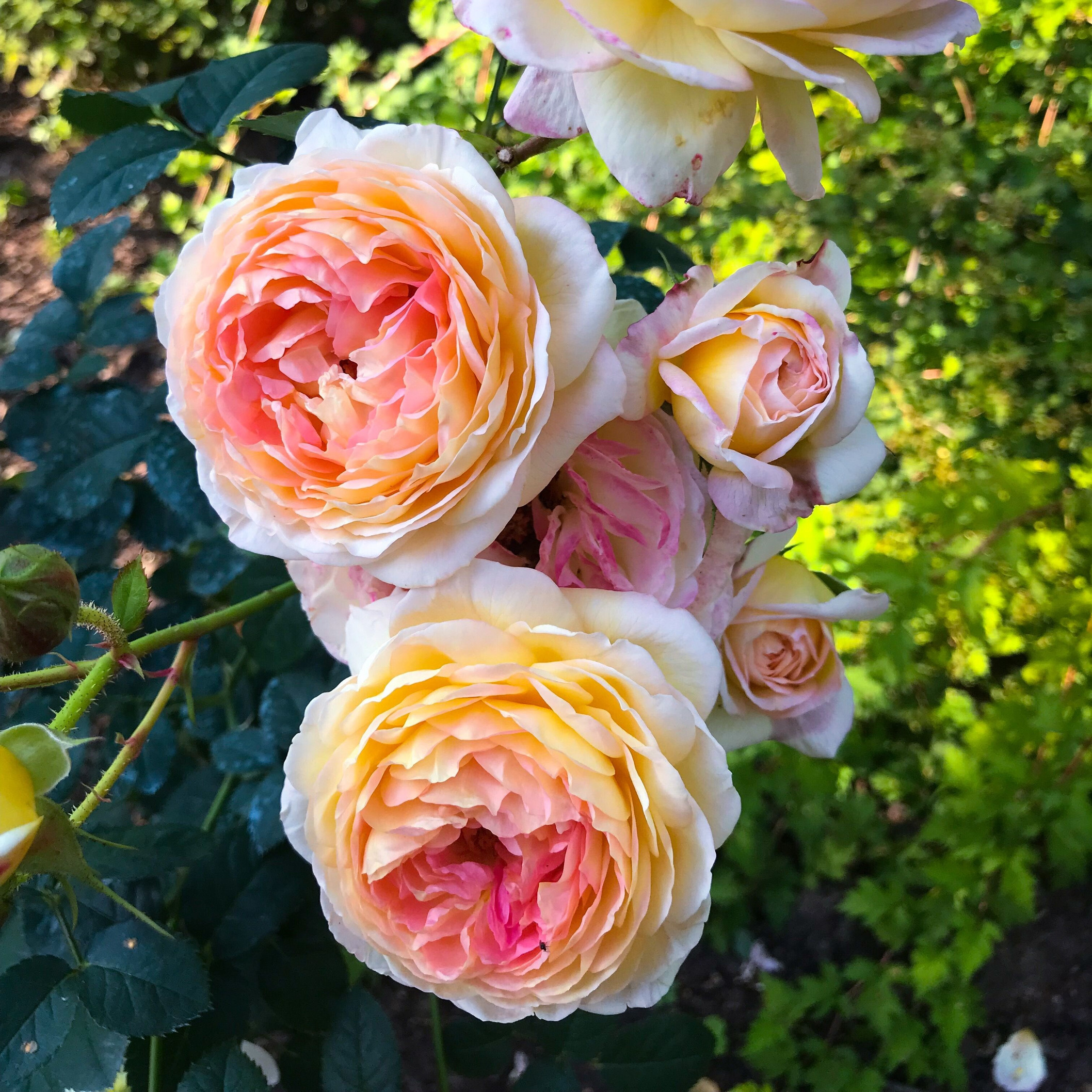 詹森直立复色大花特别多季许木木