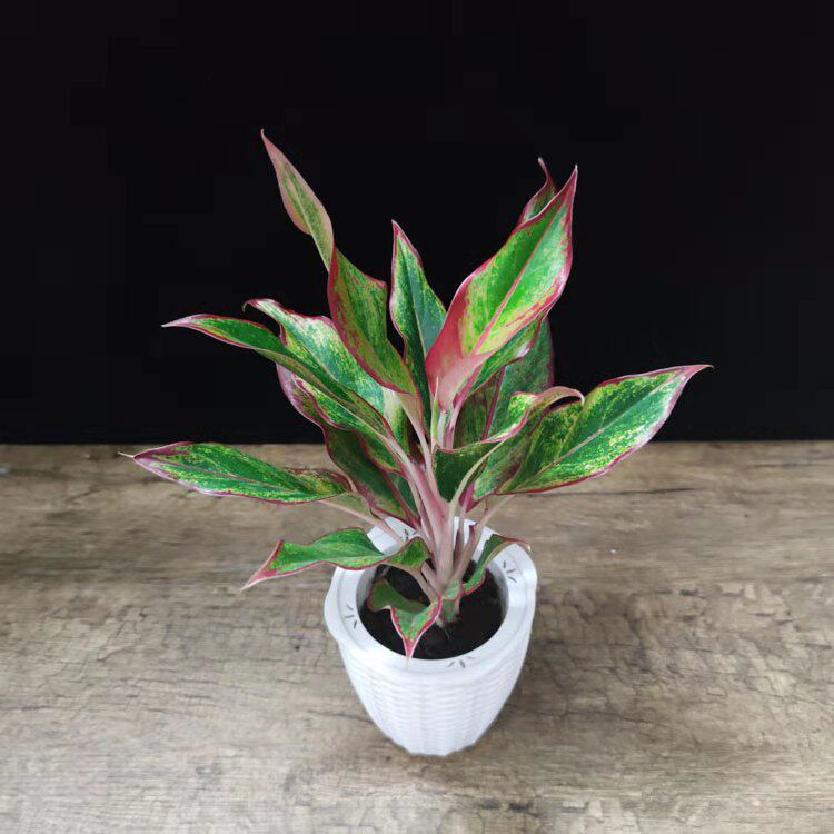 万年红盆栽红纹粗肋草室内植物吸甲醛好养绿植净化空气万年青水培